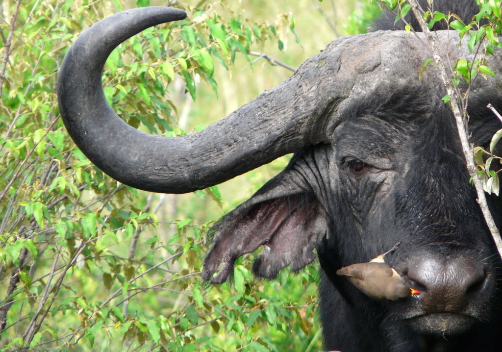 buffalo with oxpecker, kenya, 2008