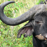 buffalo with oxpecker, kenya, 2008