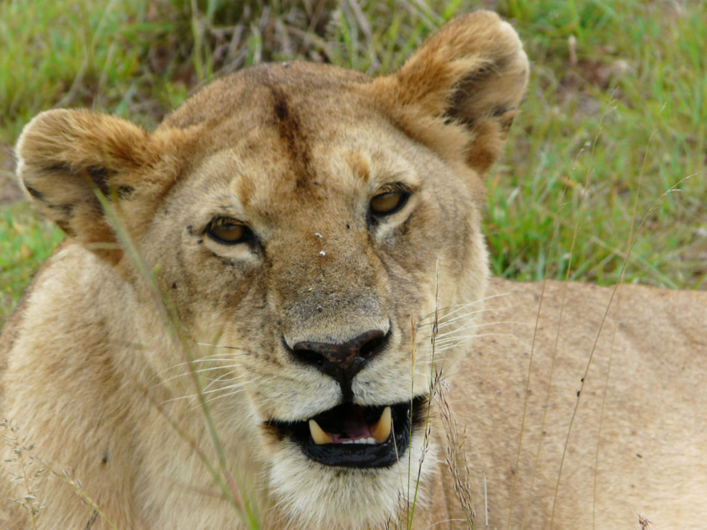 lioness, kenya, 2008