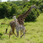 giraffe, kenya, 2008