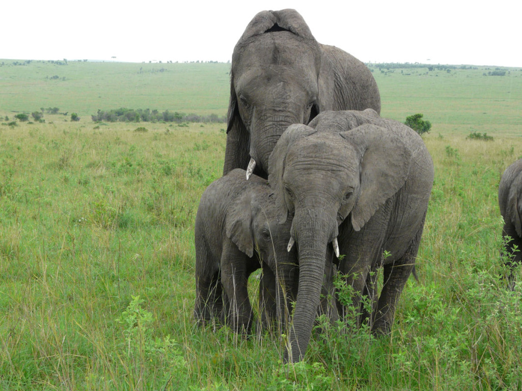elephants, tanzania, 2009