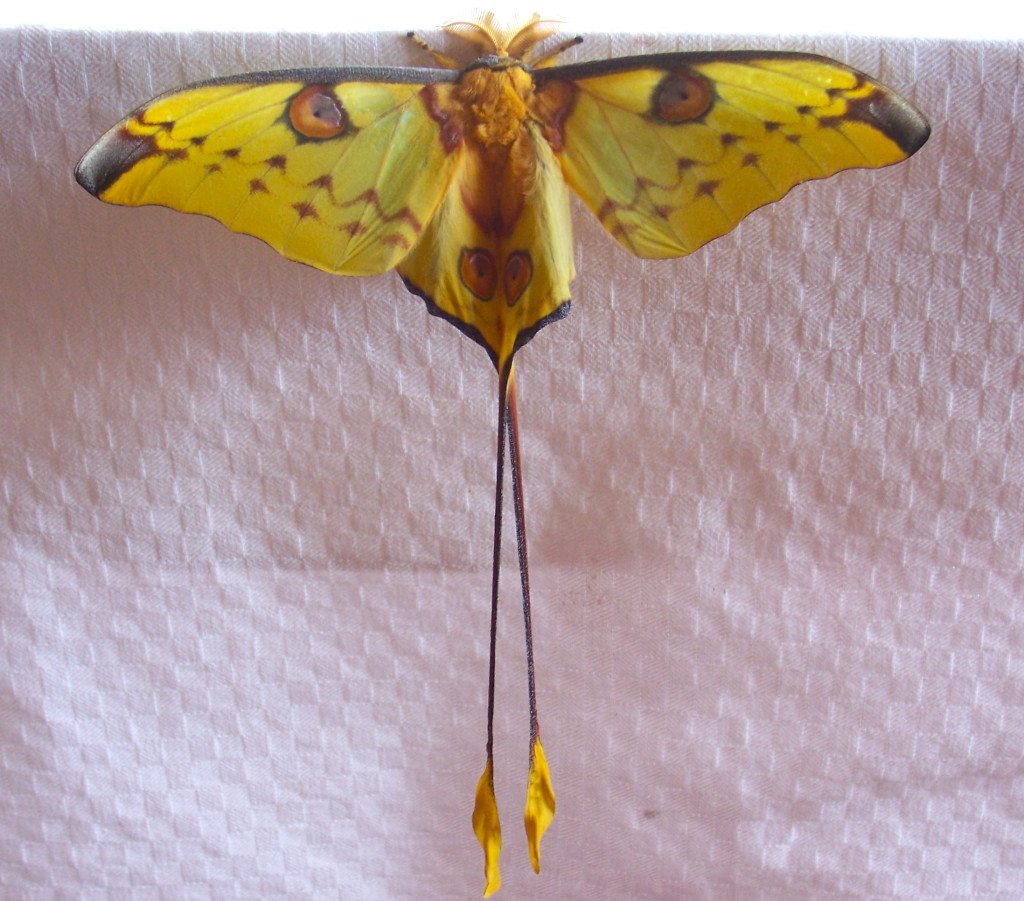madagascan moon moth, madagascar, 2007