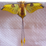 madagascan moon moth, madagascar, 2007