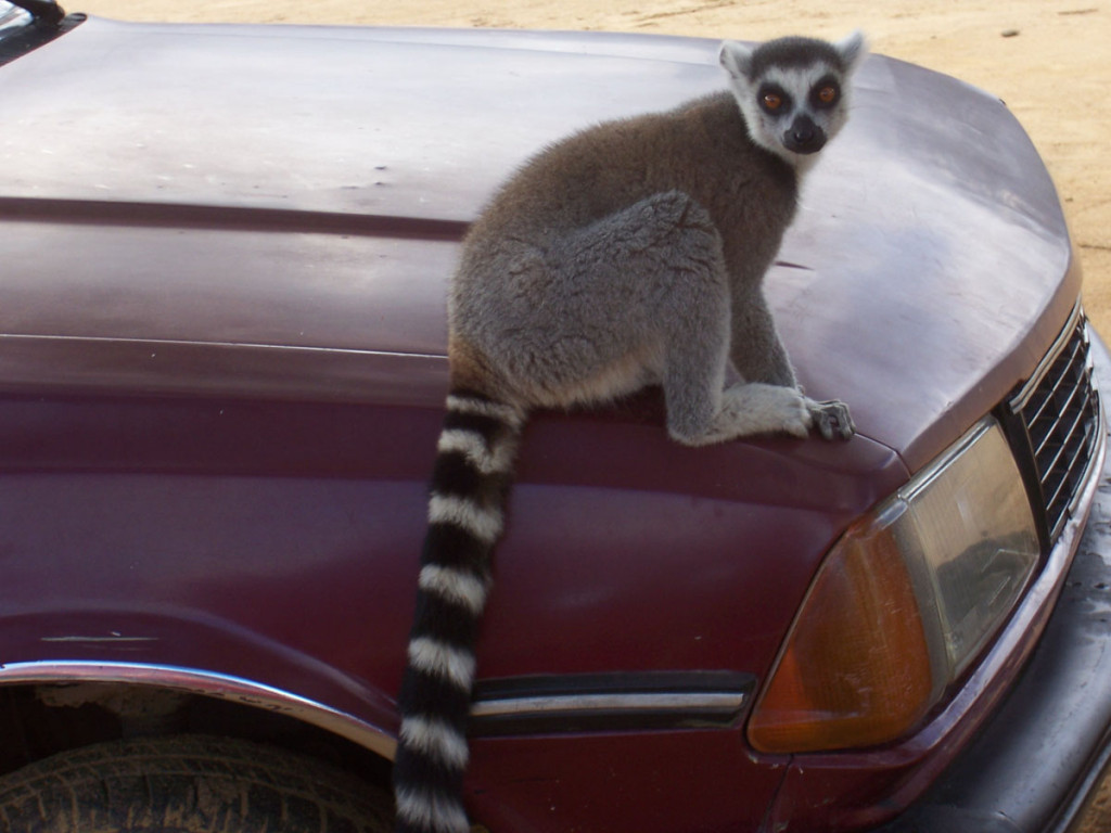 ring tail lemur, madagascar, 2007