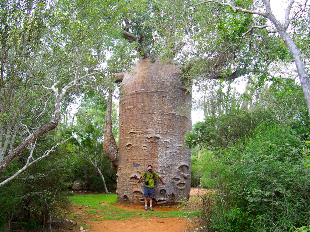 1000 year old baobab, madagascar, 2007