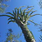 octopus tree, madasgascar, 2008