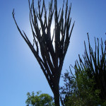 octopus tree, madasgascar, 2008