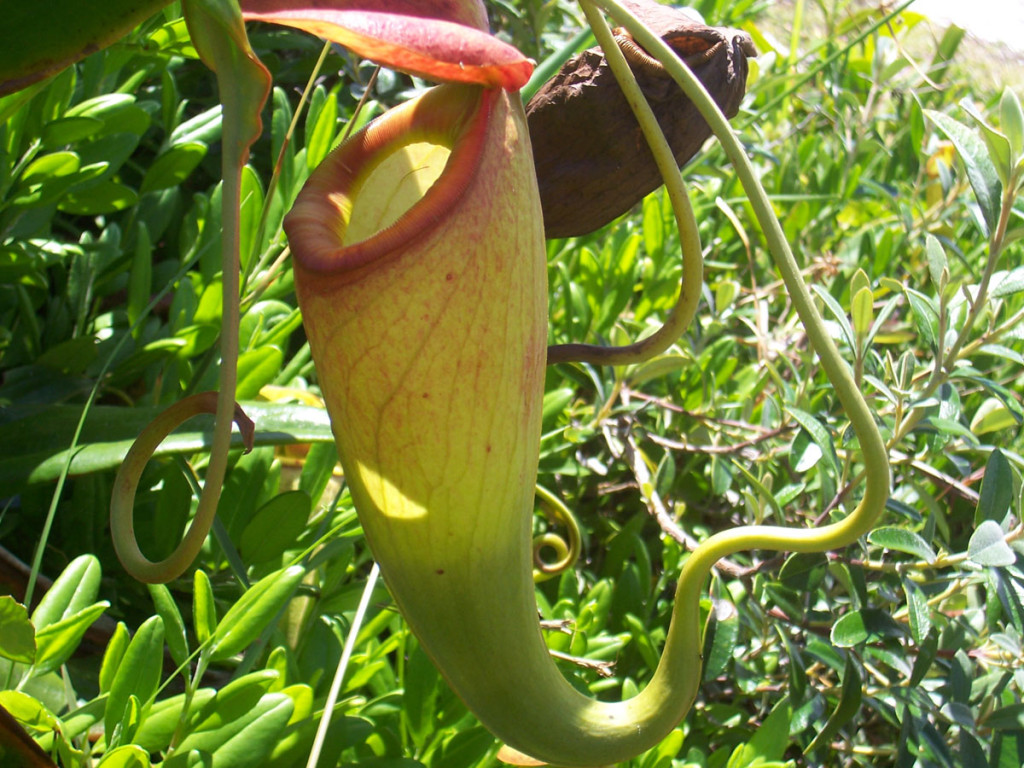 madagascar pitcher plant, madagascar, 2006
