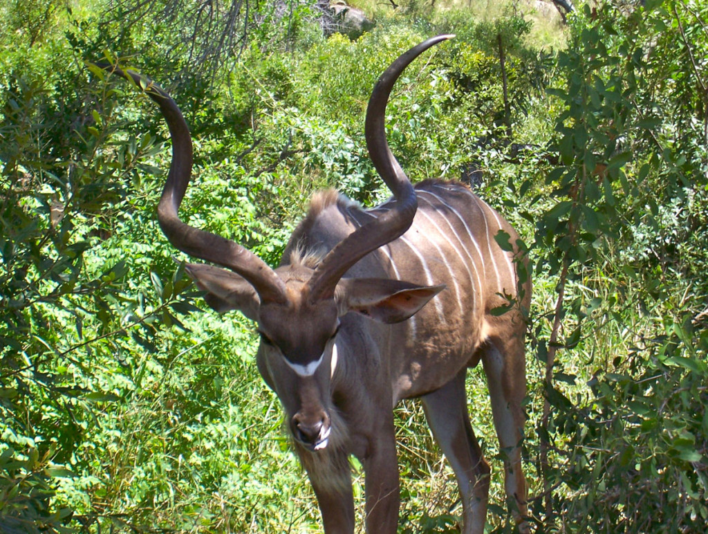 kudu, south africa, 2007