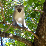 vervet monkey, south africa, 2007