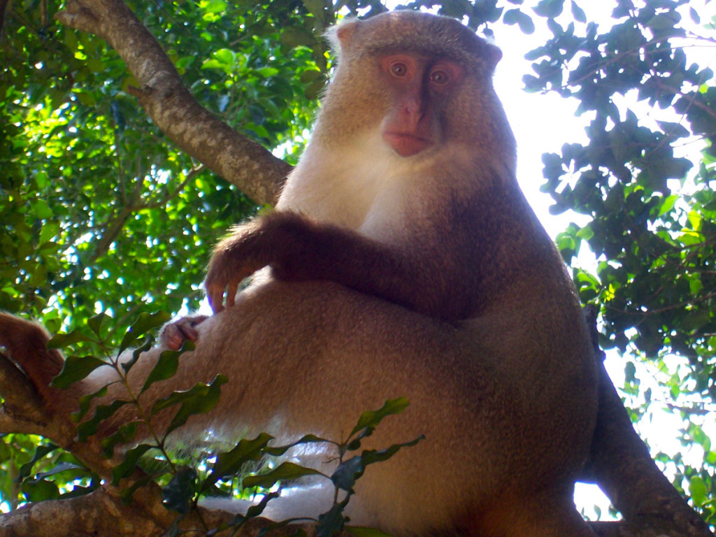 somango monkey, south africa, 2007