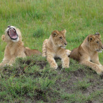 lion cubs, kenya, 2008