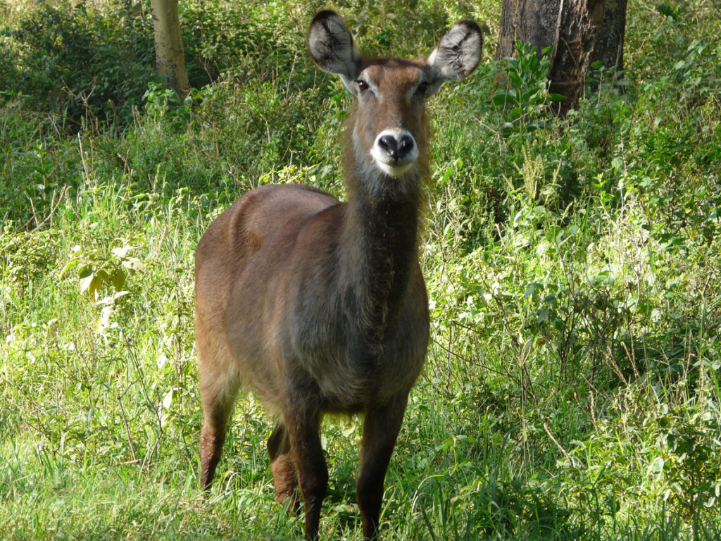 waterbuck, kenya, 2008