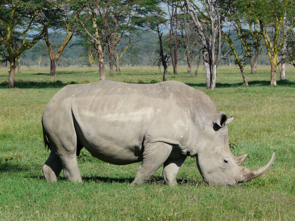 white rhino, kenya, 2008