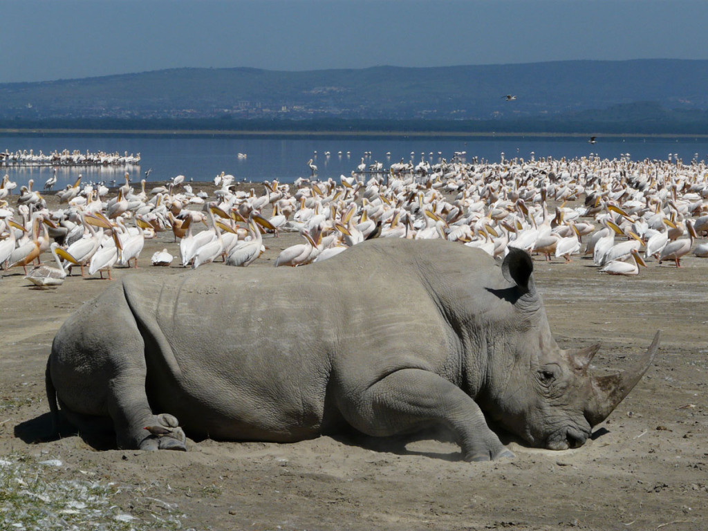 white rhino, kenya, 2008