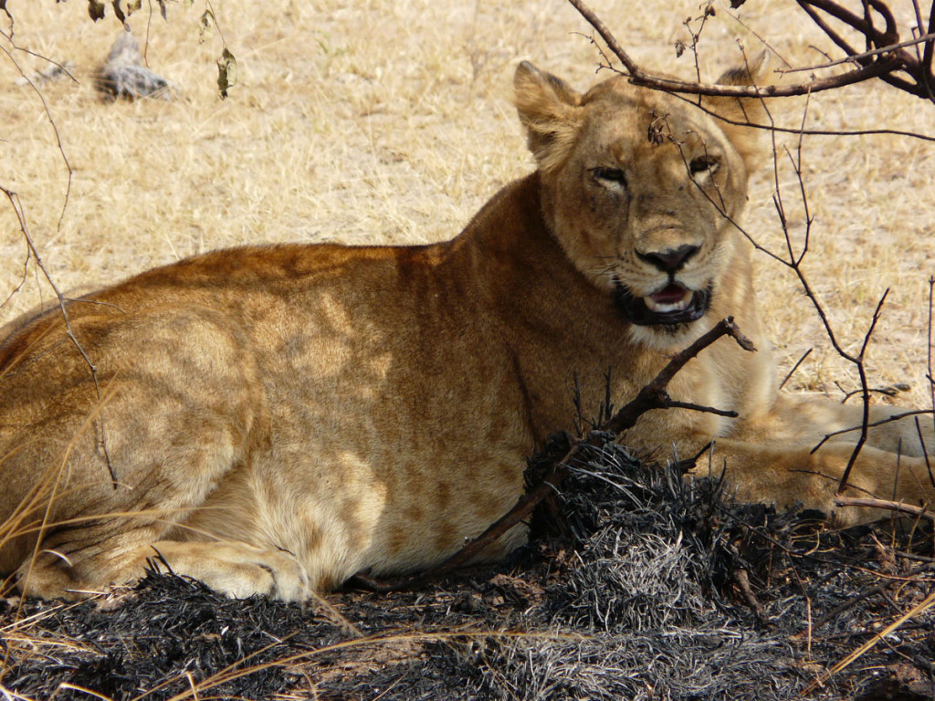 lion, uganda, 2008