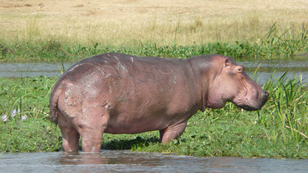 hippo, uganda, 2008