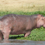 hippo, uganda, 2008
