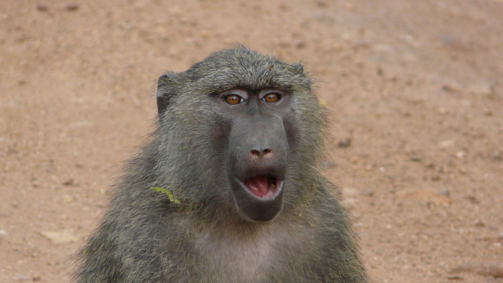 baboon, uganda, 2008