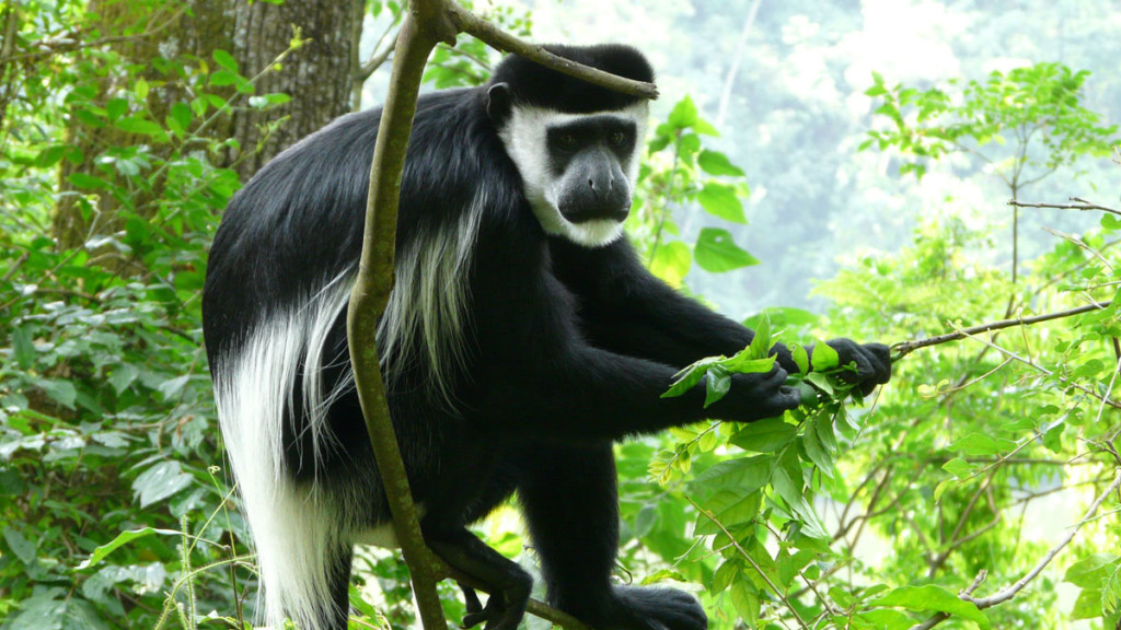 black and white colobus monkey, uganda, 2008