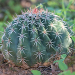 barrel cactus, colombia, 2013