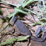 wood scorpion, colombia, 2013