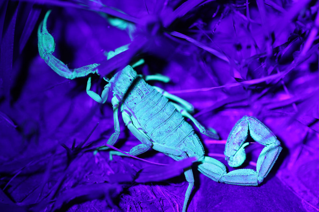 wood scorpion under UV light, colombia, 2013