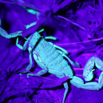 wood scorpion under UV light, colombia, 2013