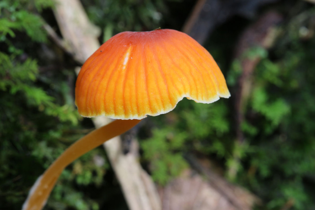 mushroom, colombia, 2011