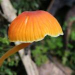 mushroom, colombia, 2011