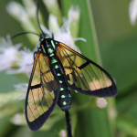 wasp mimic moth, colombia, 2013