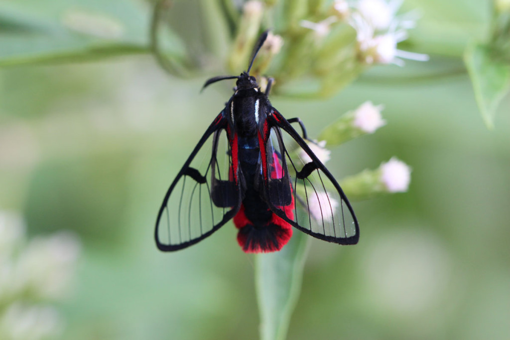 wasp mimic moth, colombia, 2013