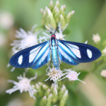 ctenuchid moth, colombia, 2013