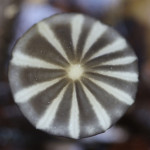 pinwheel mushroom, colombia, 2012