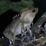 forest crested toad, colombia, 2012