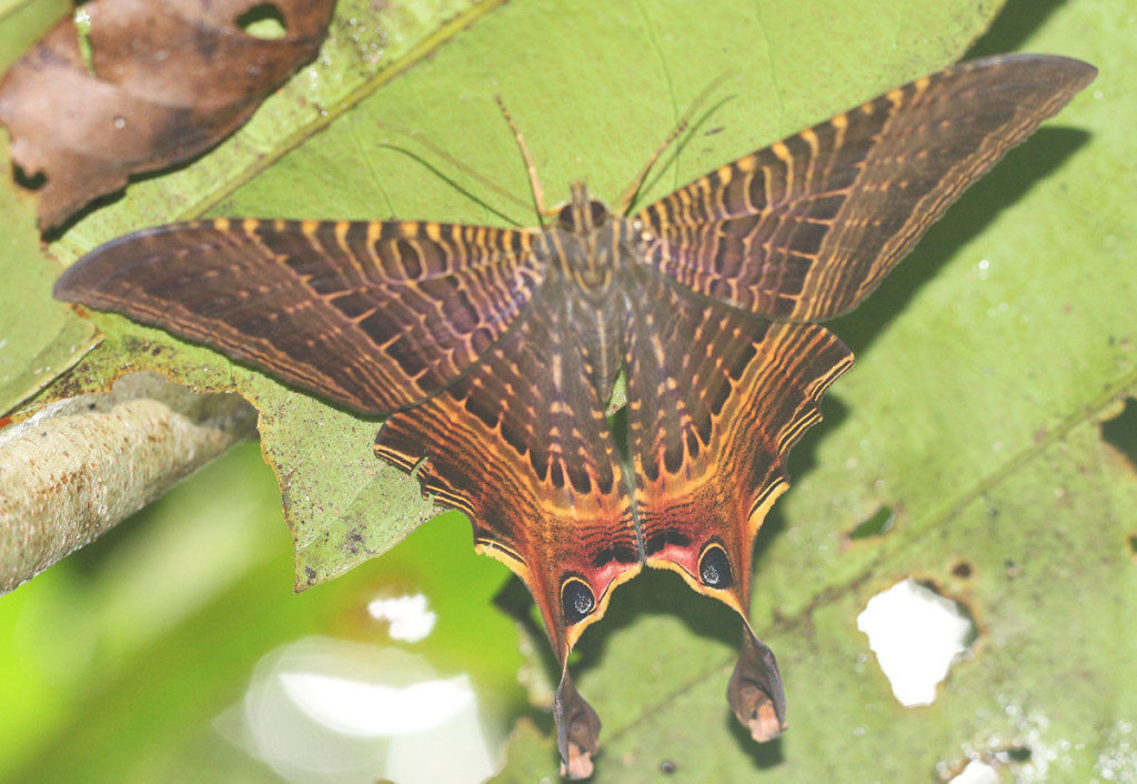 eye tailed moth, colombia, 2013