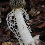veiled stinkhorn, colombia, 2012