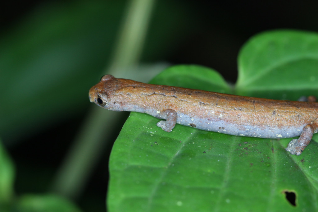 climbing salamander, colombia, 2012
