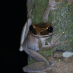 bromeliad frog, colombia, 2012