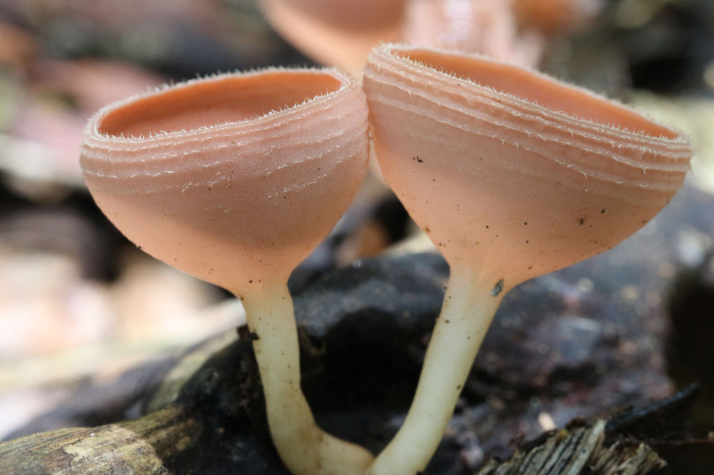 cup fungi, colombia, 2012