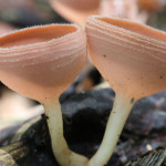 cup fungi, colombia, 2012