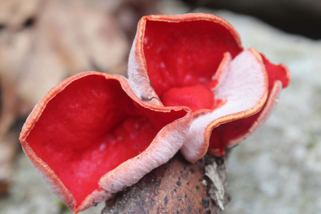 scarlet elf cups, colombia, 2012