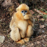 golden snub-nose monkey juvenile, china, 2012