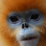 golden snub-nose monkey, china, 2012
