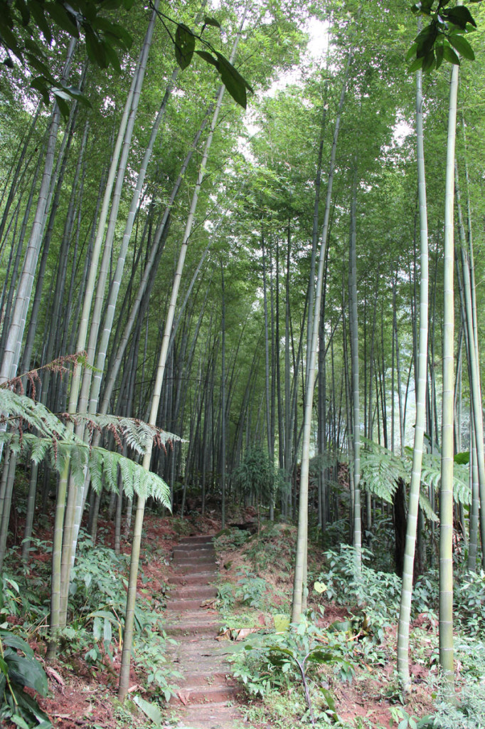 bamboo forest, china, 2012