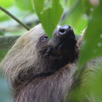 three toed sloth, colombia, 2013