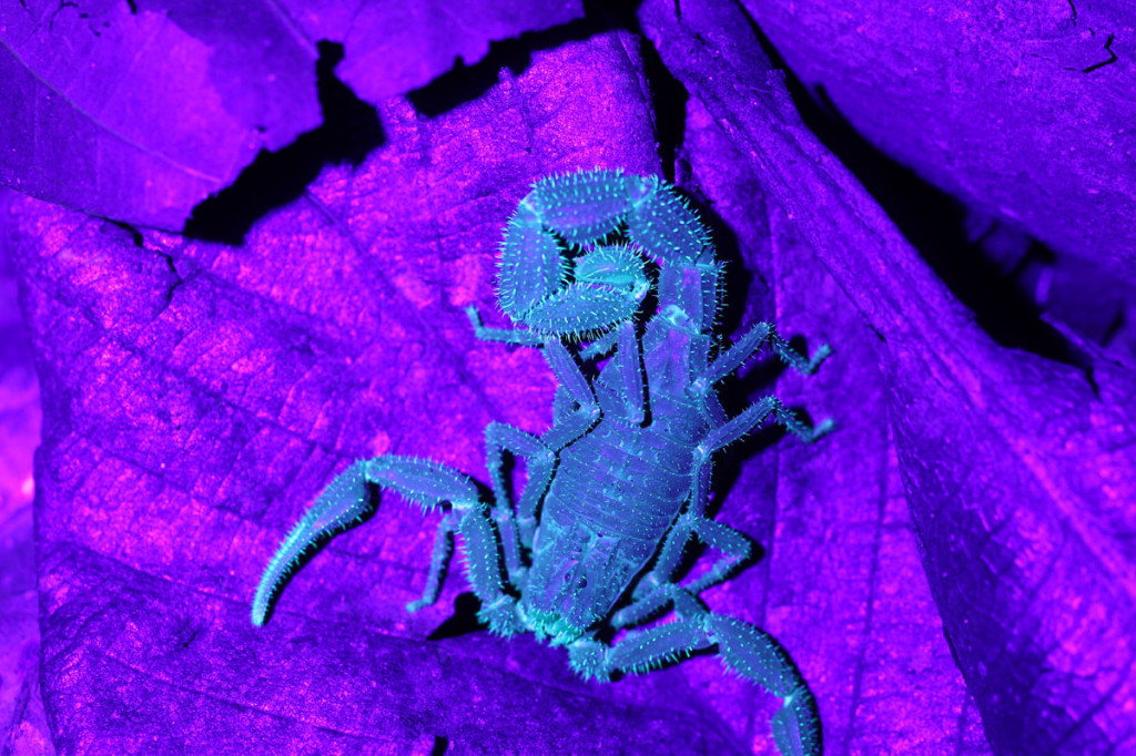scorpion under UV light, colombia, 2013