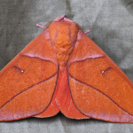 saturniid moth, colombia, 2013