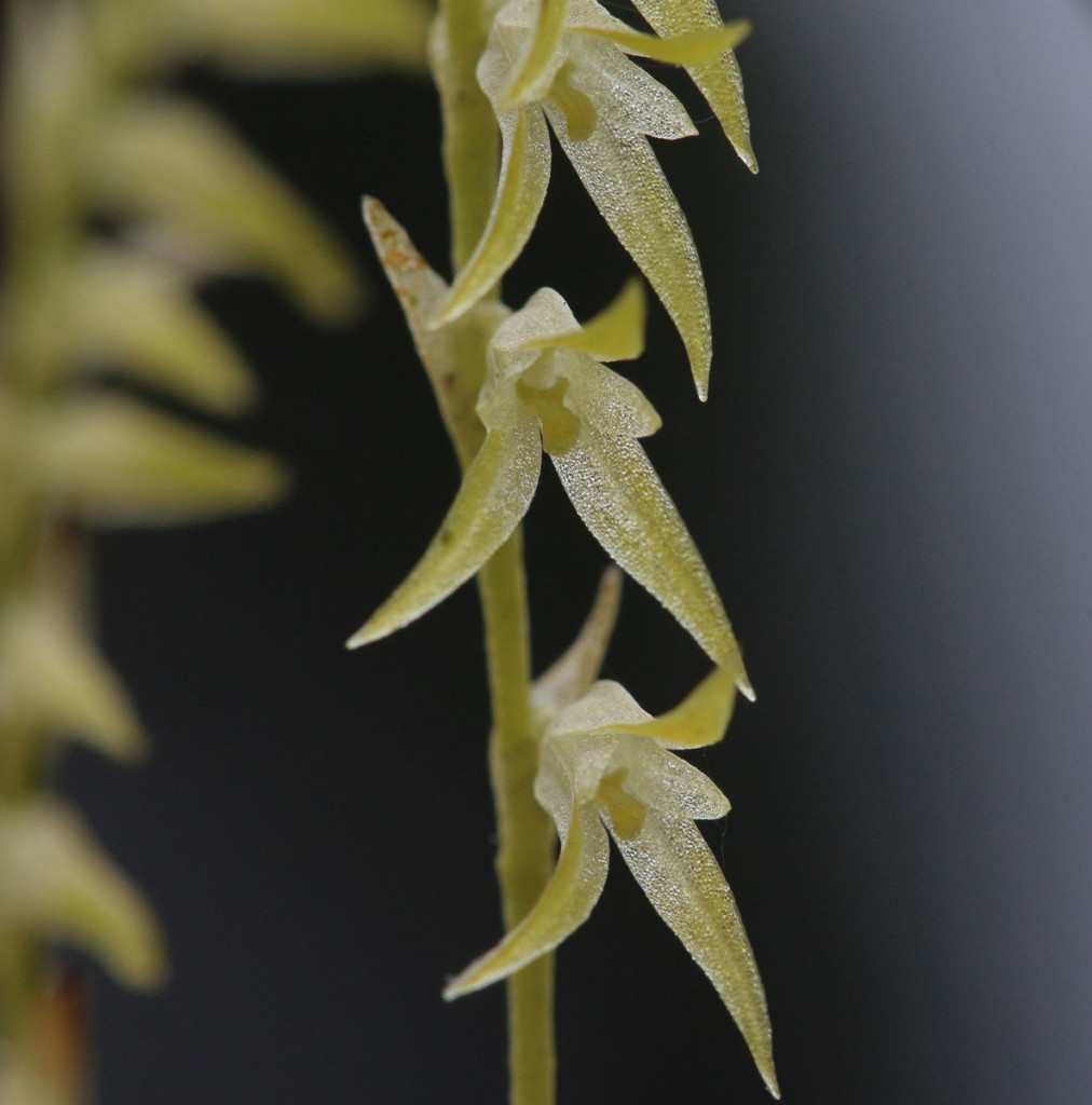 IMG_7500_orchidcrop