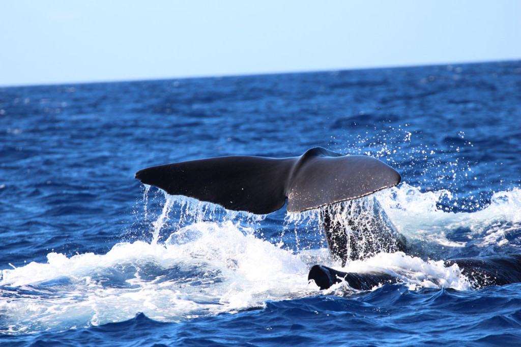 sperm whale, dominica, 2013